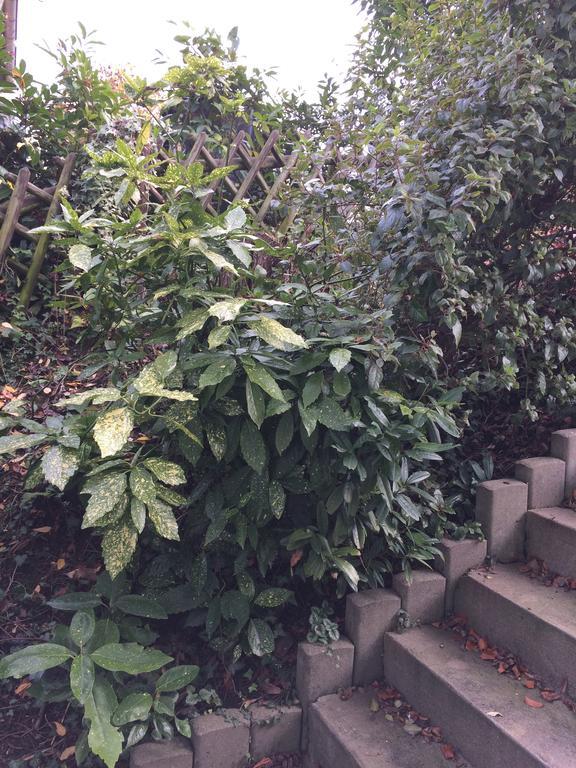 Appartement Rosengarten Wachtberg Dış mekan fotoğraf